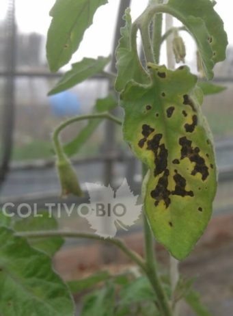Symptoms of tomato bacterial speck caused by Pseudomonas syringae pv. tomato.