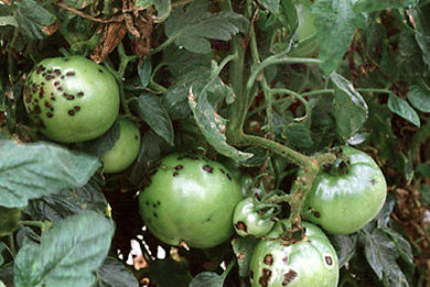 Bacterial spot damage on tomato fruit.