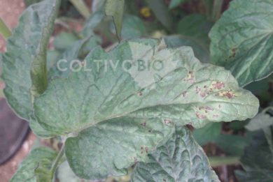 Symptoms of bacterial disease on a tomato leaf.