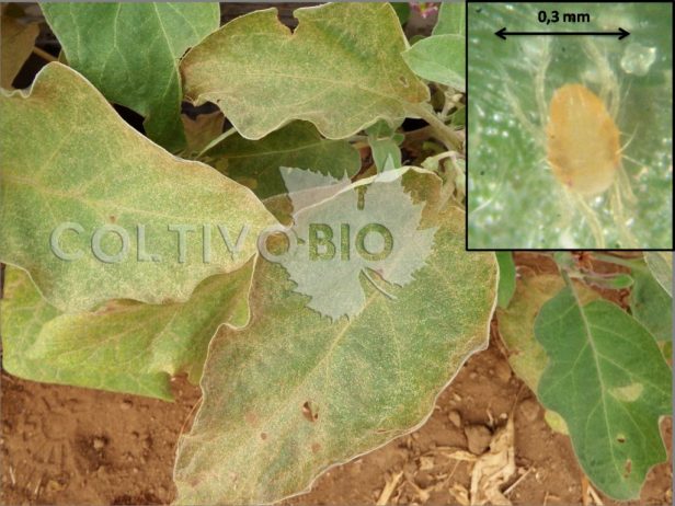 Two-spotted spider mite damage on a leaf, showing characteristic discoloration.