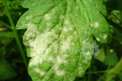 Powdery mildew symptoms on a tomato leaf.