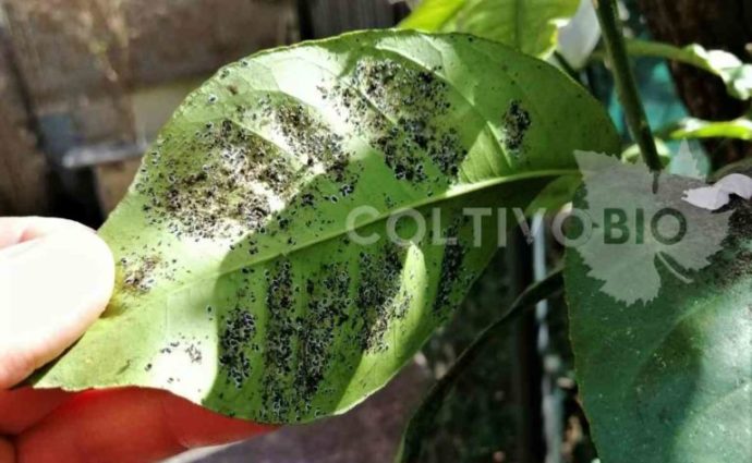 nymphs of Aleurocanthus spinifero, orange spiny whitefly on lemon