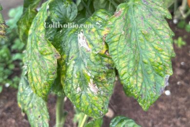 Tomato leaves showing typical symptoms of magnesium deficiency.