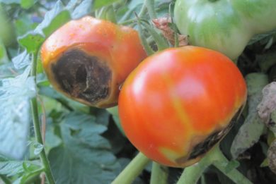 Tomato blossom-end rot.
