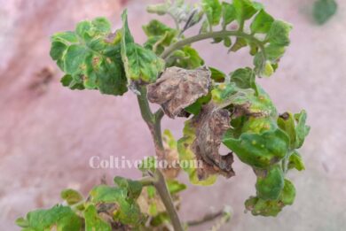 Tomato Plant Showing Symptoms of Tomato Mosaic Virus (ToMV)