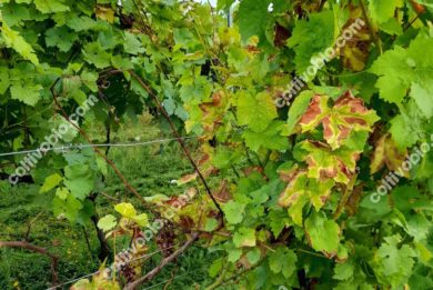grapevine esca disease