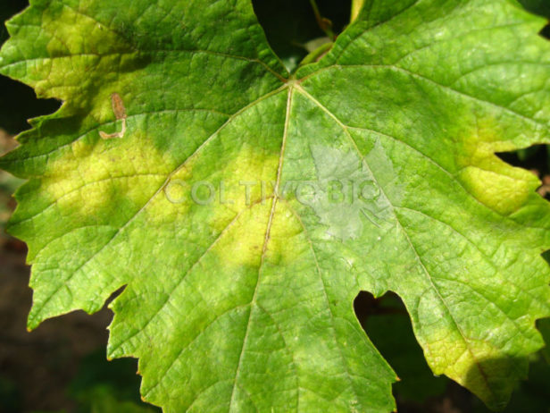 peronospora della vite