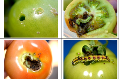 Tomato fruitworm larvae on a tomato.