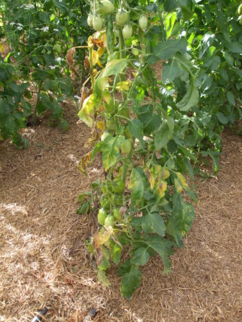 Fusarium symptoms on tomato