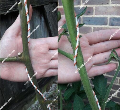 Tomato russet mite symptoms on the stem.