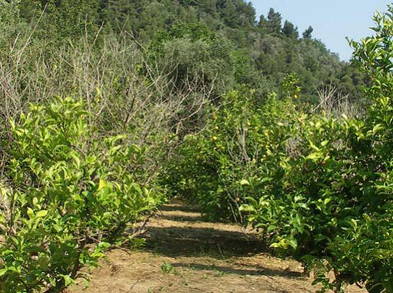 pianta colpita da mal secco