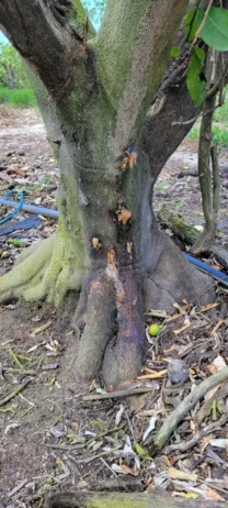 symptoms of gummy exudates caused by Phytophthora