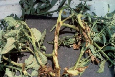 Bacterial canker of tomato