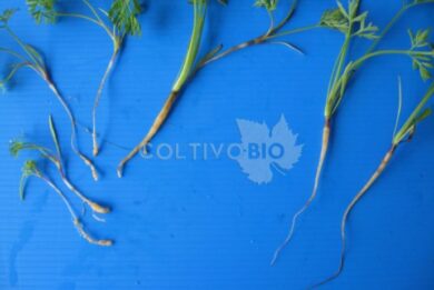 Nematode damage on carrots.