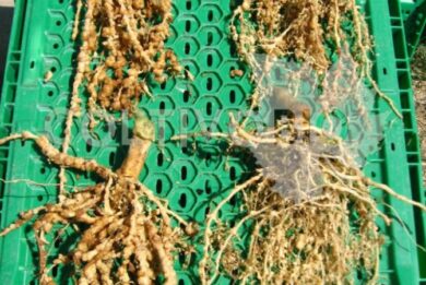 Nematode damage on plant roots.