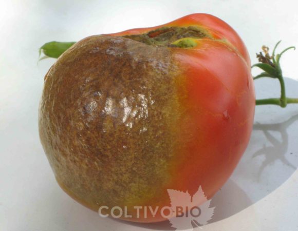 Tomato fruit affected by late blight, showing necrotic and discolored areas
