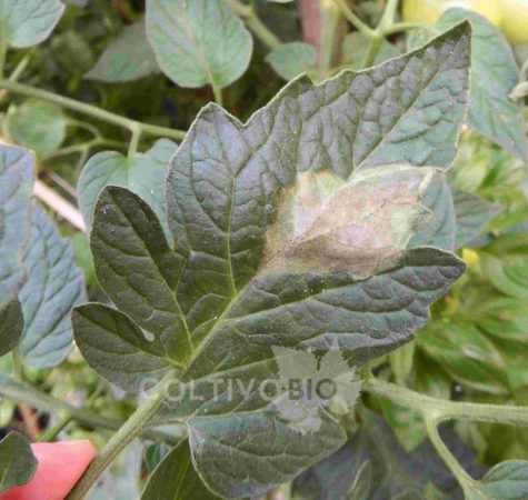Tomato leaf showing late blight symptoms (Phytophthora infestans)