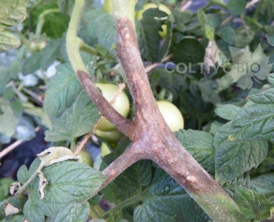 Tomato stem showing late blight symptoms (Phytophthora infestans)