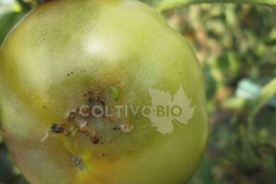 Tomato fruit showing entry holes and a Tuta absoluta larva.