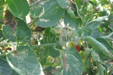 Tomato leaves showing mines caused by Tuta absoluta.