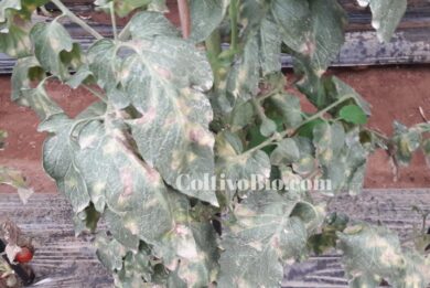 symptoms of tomato leaf mold caused by the fungus Fulvia fulva.