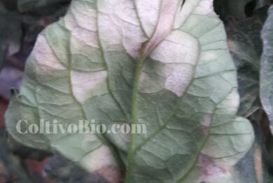 symptoms of tomato leaf mold caused by the fungus Fulvia fulva.