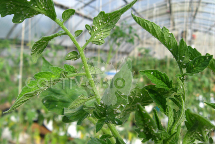 Adult whiteflies on the undersides of tomato leaves.
