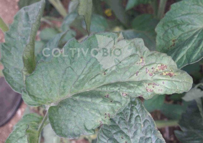 Bacterial speck affecting tomato leaf