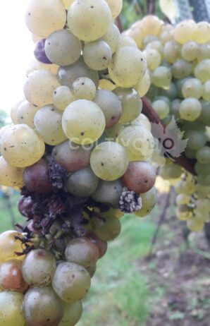 attack of Botrytis cinerea on grapes at harvest.