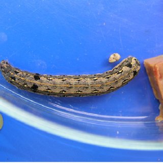 Larva of Spodoptera littoralis with characteristic black spots