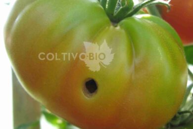 Damage caused by Spodoptera littoralis on tomato