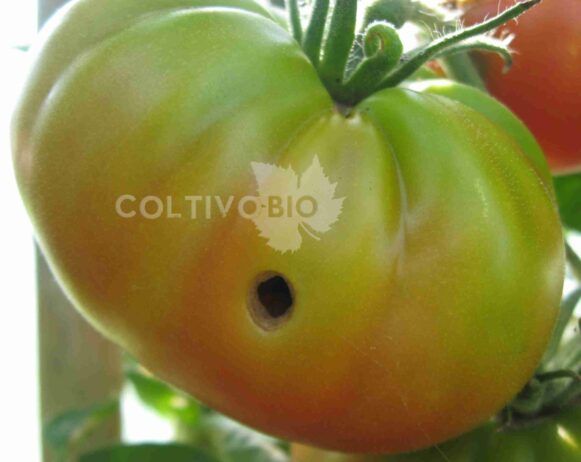 Damage caused by Spodoptera littoralis on tomato