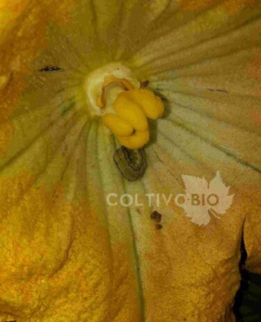 Larva of Spodoptera littoralis on zucchini flower