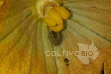 Larva of Spodoptera littoralis on zucchini flower