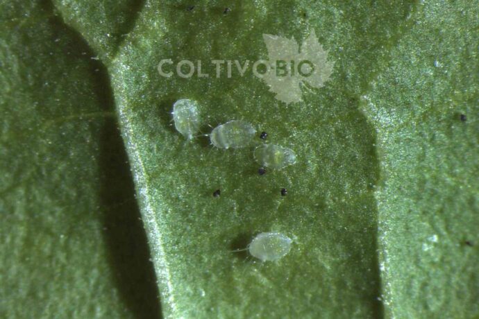 Whitefly nymphs