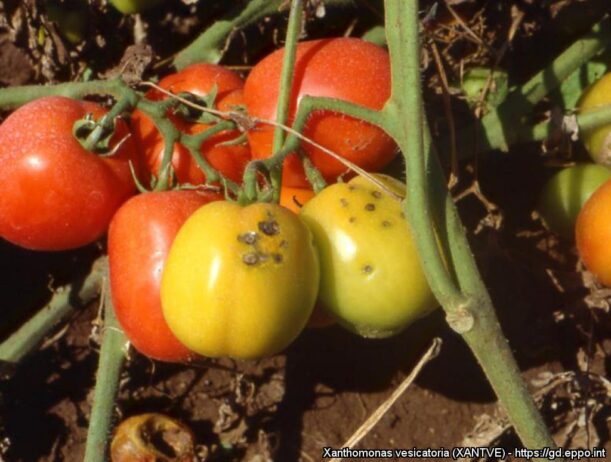 tomato fruits showing symptoms of Bacterial spot of tomato