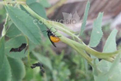 adult of Rose argid sawfly laying eggs