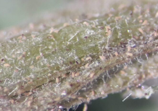 Eriophyid mites on tomato stem observed under a microscope