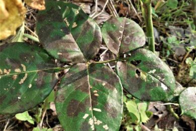 Symptoms of black spot on rose