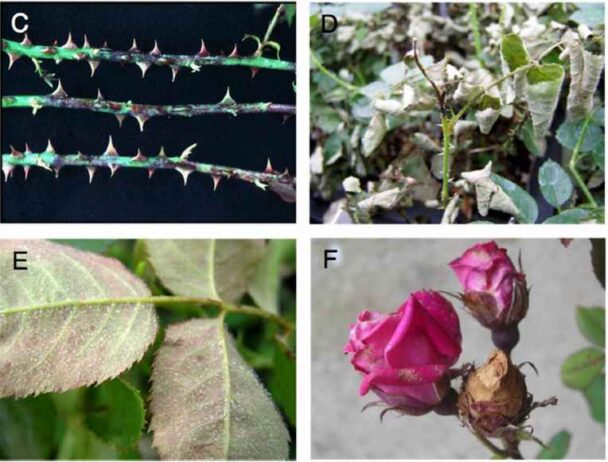Symptoms of downy mildew on rose leaves, stems, and flowers