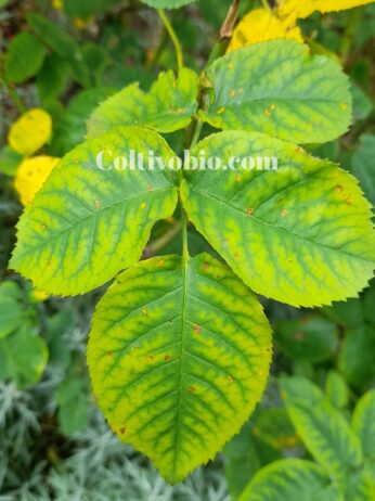 symptoms of iron deficiency on rose leaves