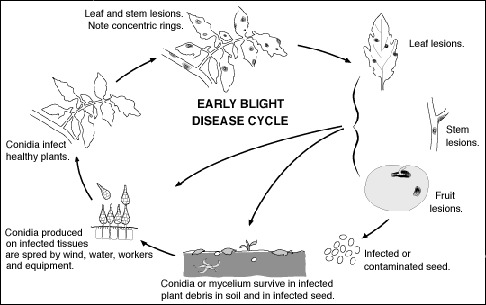 Biological cycle of early blight