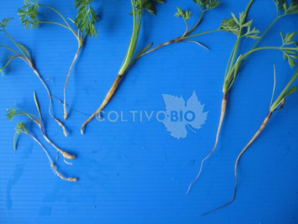 Young carrot seedlings showing nematode symptoms (left) compared with healthy plants (right)