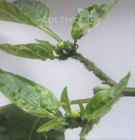 Macrosiphum euphorbiae on chili pepper shoots: note the distorted growth of young leaves and their light green coloration