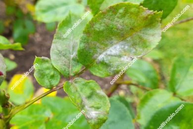 sympotoms of powdery mildew on rose