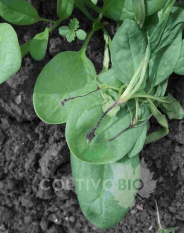 Baby spinach seedlings with evident root symptoms caused by Pythium