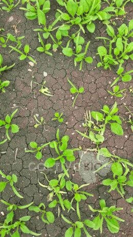 Baby spinach plants affected by Pythium