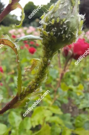 colony of rose aphid