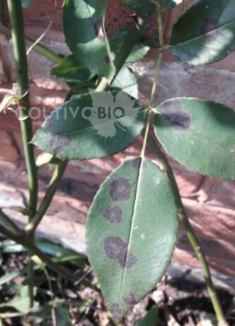 Image showing symptoms of rose black spot