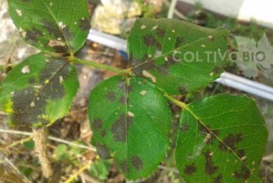 black spot disease on rose leaf with symptoms
